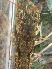 Cambarus hiwasseensis