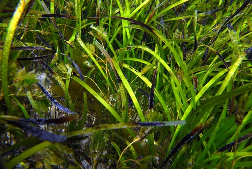 Posidonia australis Hook.f.