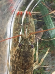Cambarus hiwasseensis