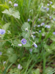 Veronica chamaedrys