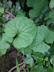 Alliaria petiolata
