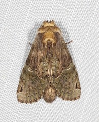 Antithemerastis acrobela
