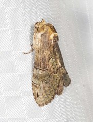 Antithemerastis acrobela