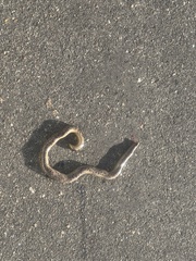 Afrotyphlops schlegelii