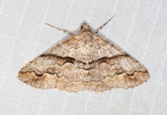 Gastrinodes bitaeniaria