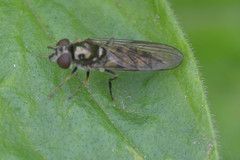 Platycheirus manicatus