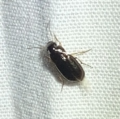 Coleoptera