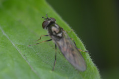 Platycheirus manicatus
