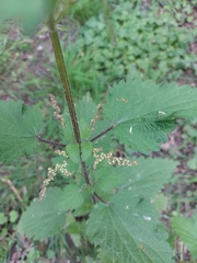 Urtica dioica
