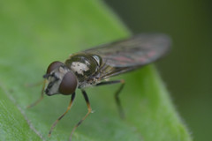 Platycheirus manicatus