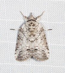 Nycteola polycyma