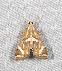 Margarosticha euprepialis