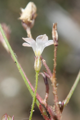 Saltugilia australis