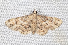 Gymnoscelis lophopus