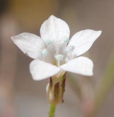 Saltugilia australis