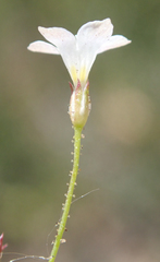 Saltugilia australis