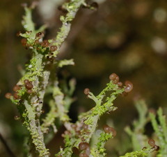 Cladonia scabriuscula