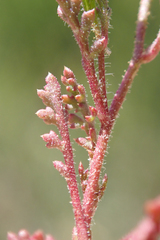 Saltugilia australis