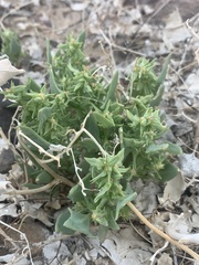 Atriplex phyllostegia