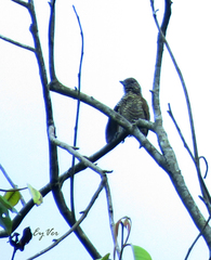 Picumnus lafresnayi