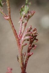 Saltugilia australis