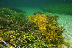 Posidonia australis