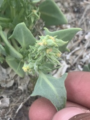 Atriplex phyllostegia