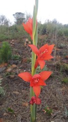 Gladiolus priorii