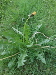 Taraxacum officinale