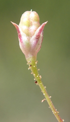 Saltugilia australis