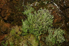 Cladonia scabriuscula