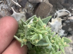 Atriplex phyllostegia