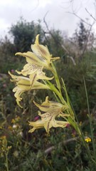 Gladiolus recurvus