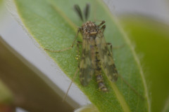 Psectrotanypus varius