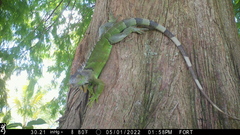 Iguana iguana