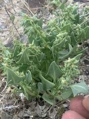 Atriplex phyllostegia
