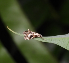 Paracataclysta fuscalis