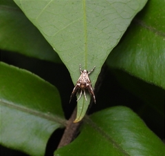 Paracataclysta fuscalis