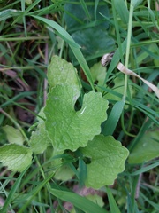 Alliaria petiolata