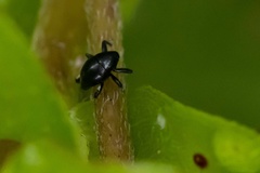 Trigonopterus