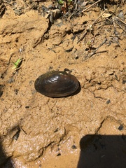 Anodontoides denigratus