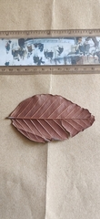 Hopea