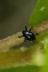 Trigonopterus