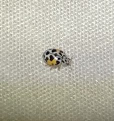Psyllobora nana