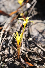 Cyrtanthus breviflorus