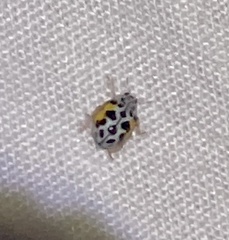 Psyllobora nana