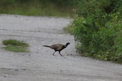 Phasianus colchicus formosanus
