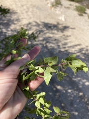 Prunus fremontii