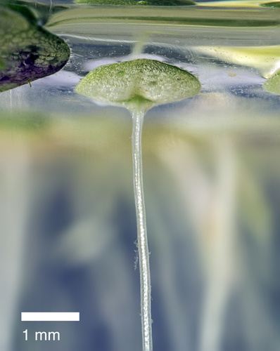 Lemna aequinoctialis iNat (2)