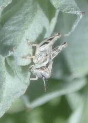 Melanoplus cinereus